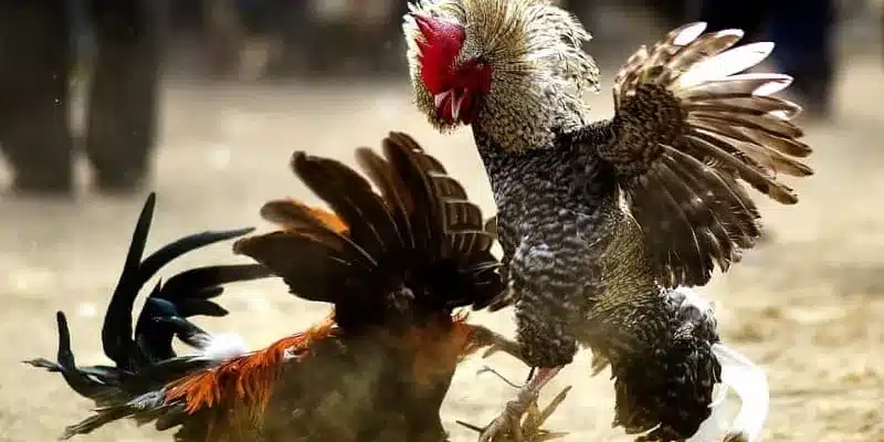 Khám phá mẹo soi kèo đá gà ngon không phải ai cũng biết Một số kiến thức cần biết về các loại kèo đá gà