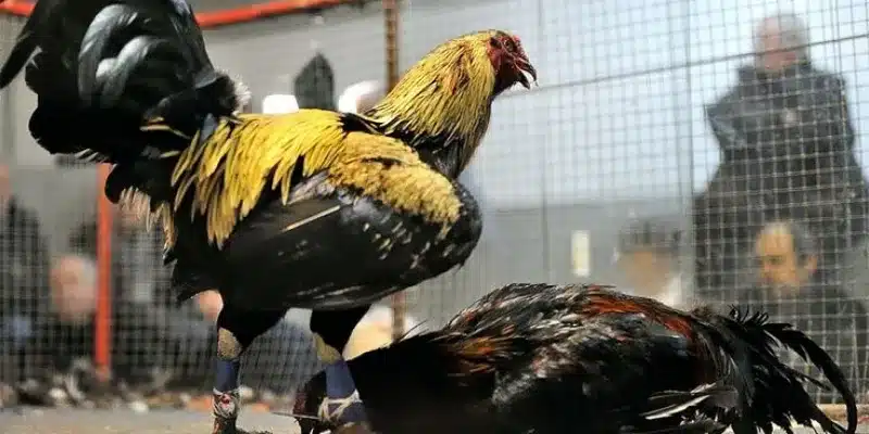 Khám phá mẹo soi kèo đá gà ngon không phải ai cũng biết Chia sẻ những mẹo soi kèo đá gà hiệu quả từ chuyên gia