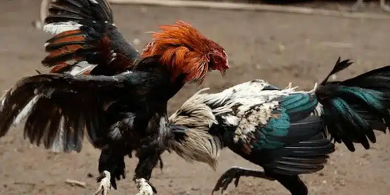 Khám phá mẹo soi kèo đá gà ngon không phải ai cũng biết Cách đọc kèo đá gà