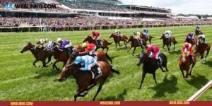 Mẹo cá cược đua ngựa là gì